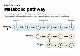 Metabolic Pathway Là Gì